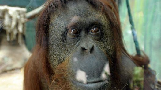 Habeas-Orangutana-Sandra-Buenos-Failla_CLAIMA20141222_0127_37