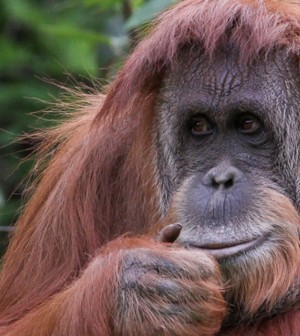 orangutana