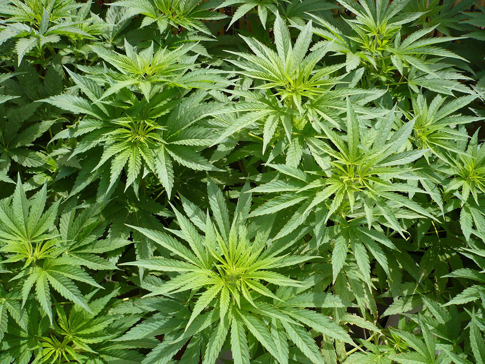 marihuana-f-blog-1