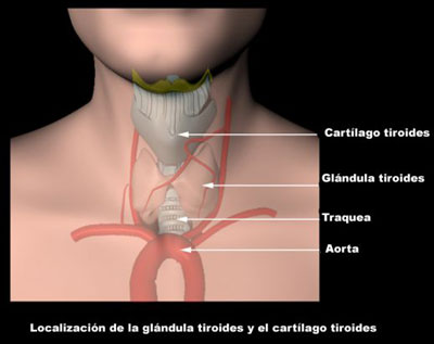 visuel-localizacion-de-la-glandula-tiroides-445